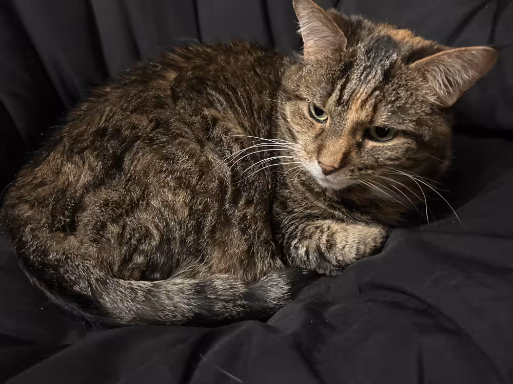 Image of a tabby cat laying down in a ball. Her face expressess annoyance at being woken up, but her paws are tucked in neatly and politely.